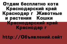 Отдам бесплатно кота - Краснодарский край, Краснодар г. Животные и растения » Кошки   . Краснодарский край,Краснодар г.